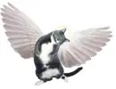 cat angel