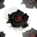 Black Roses