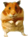 Cute lil hamster aww!