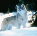 wolf 
