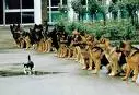cat and dogs