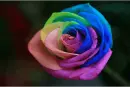 Rainbow Rose