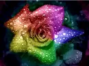 Rose of Mist
