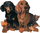 cute pupps