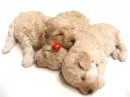 slepping puppies