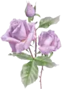 purple rose