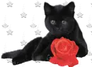 black kitty