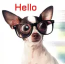 dog