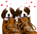 cute pupps