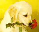 red rose