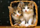 kittens