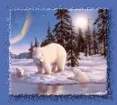 polar bears