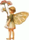 baby butterfly