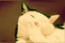 cute lil kitty