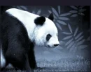 PANDA BEAR