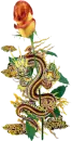 dragon rose