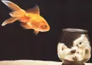 fish atack