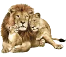 family lion
