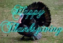 thanku1