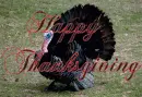 thanku3