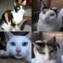 Family cat