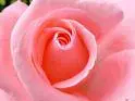 shiny rose