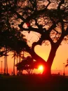 heart tree