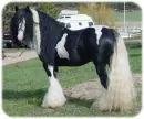 horse