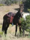 horses