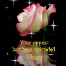 White Rose_ graphic done