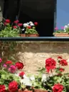flower's view
