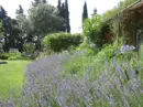 Provance lavender