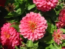 red flowers