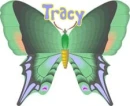 tracy green butterfly