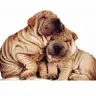 dogs!