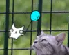 wtf cat