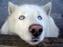 husky nose