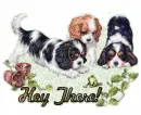Hey ~Puppies