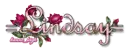 red rose_lindsay
