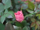 pink rose