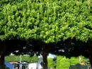 square tree
