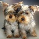 dogs