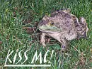 Kiss Me Toad
