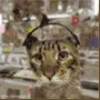 Katze