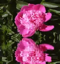 Rose on water