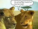 fast food lions