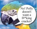 funny bird