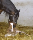 New foal