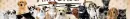nintendogs