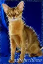 cat pose